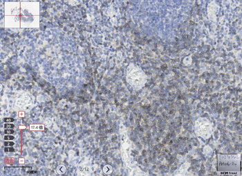CD3E antibody (C-term)