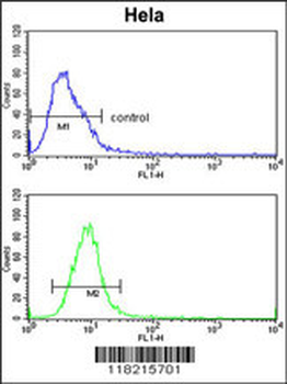 Glypican-1 Antibody (N-term)
