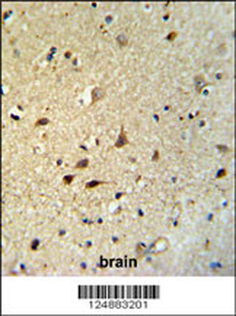 IRGQ Antibody (N-term)