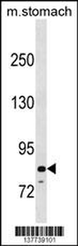 PADI6 Antibody (N-term)
