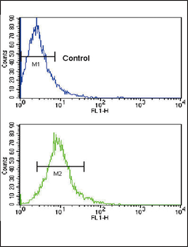 CD4 Antibody (C-term)