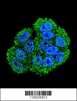 LKAAEAR1 Antibody (C-term)