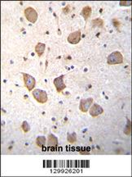LKAAEAR1 Antibody (C-term)