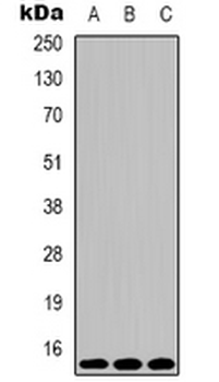 Histone H3 (TriMethyl K4) Antibody