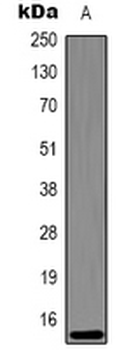 Histone H3 (DiMethyl K27) Antibody