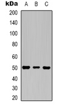 Beta3-tubulin Antibody
