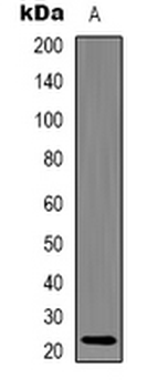 Alpha-crystallin C Antibody