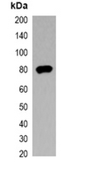 V5-tag Antibody