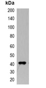 Myc-tag Antibody-HRP labled
