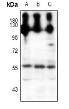 NPY5R Antibody