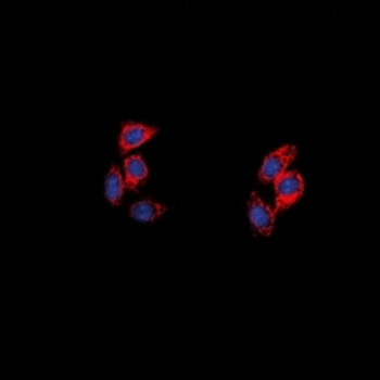 NPY5R Antibody
