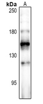 FOG2 Antibody