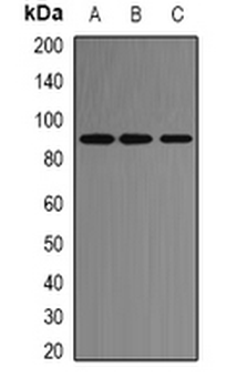 ACE2 Antibody