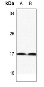 Histone H3 (MonoMethyl-K122) Antibody