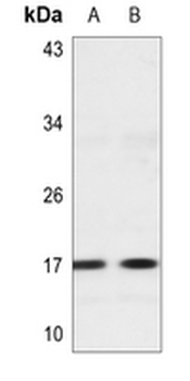 Histone H3 (MonoMethyl-K56) Antibody