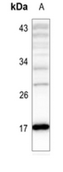 Histone H3 (AcK4) Antibody