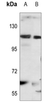 STAT2 Antibody