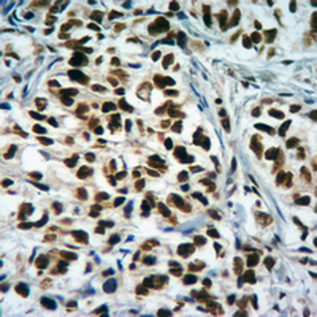 Histone H3 (TriMethyl-K4) Antibody