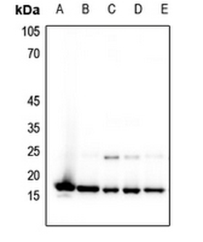 Histone H3 (MonoMethyl-K4) Antibody