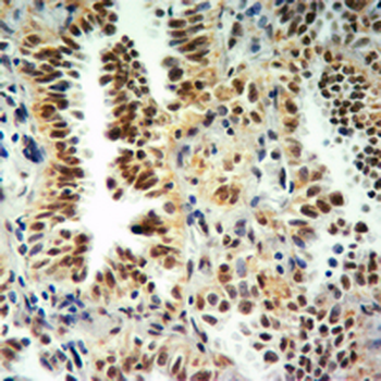 Histone H3 (MonoMethyl-K9) Antibody