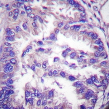 Caspase 7 p20 Antibody