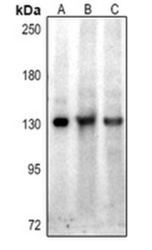 Hairless Antibody
