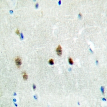 Hairless Antibody