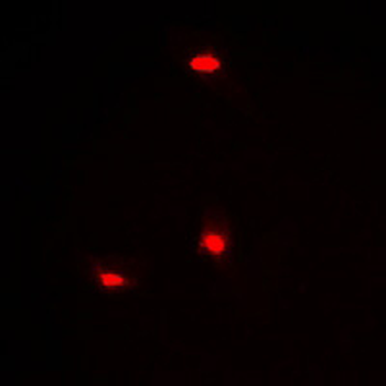 Hairless Antibody