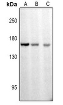 CDC25 (pS916) Antibody