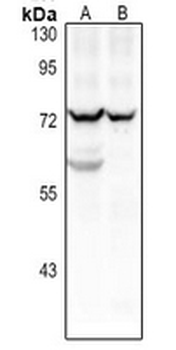 CD125 Antibody