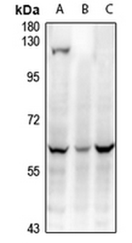 WTAP Antibody