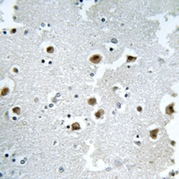 CAF-I p60 Antibody