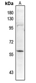 PALF (pS116) Antibody