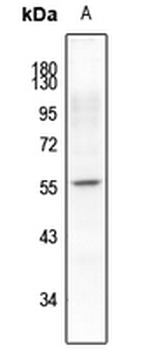 Synaptotagmin (pS309/306) Antibody