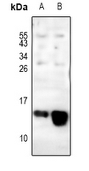 COX6C Antibody