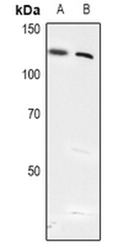 USP28 (pS714) Antibody
