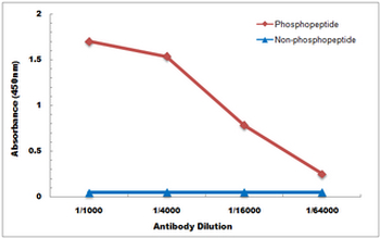 USP28 (pS714) Antibody