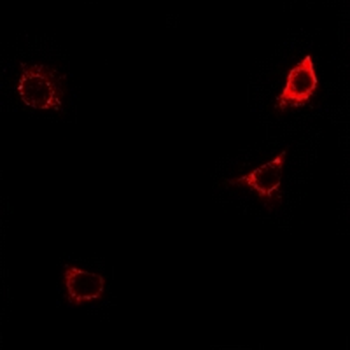 CD124 (pY497) Antibody
