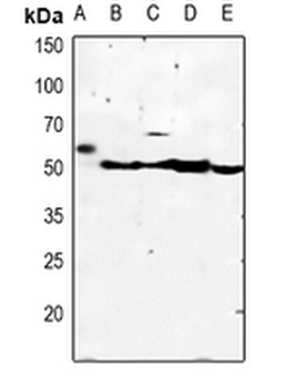 Kir2.3 Antibody