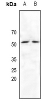 NRF1 Antibody