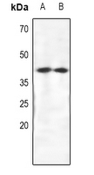 CRKL Antibody