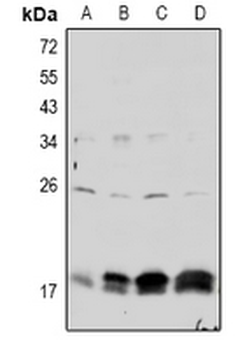 Claudin 4 (pY208) Antibody