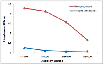 BIK (pS35) Antibody