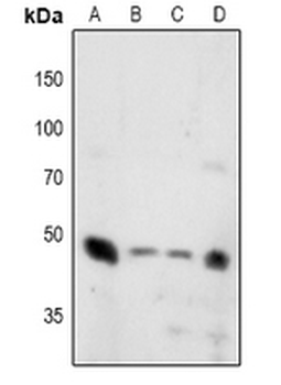 Synaptotagmin (pT202/199) Antibody