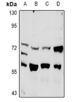 PLK3 Antibody