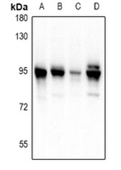 PDXDC1 Antibody