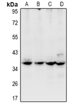USP50 Antibody
