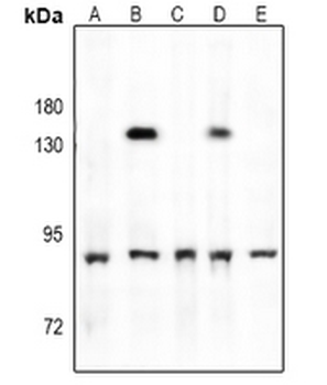 TBK1 (pS172) Antibody