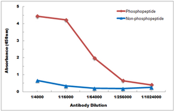 TBK1 (pS172) Antibody