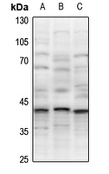 XRCC3 Antibody